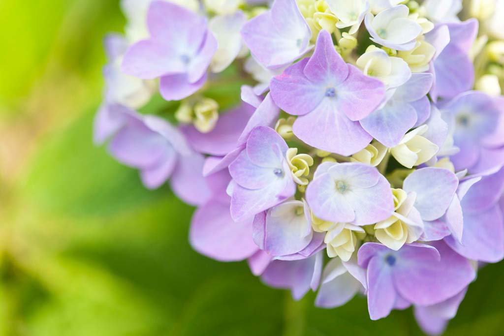 10 most popular shrubs Breezy Hill Nursery Garden Center